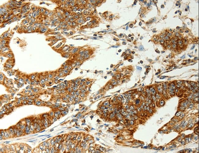 COX7B Antibody
