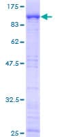 Human EPB41L2 Protein (Recombinant GST)