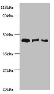 CALR3 Antibody (aa135-384)