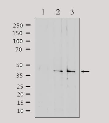 SLC15A1 / PEPT1 Antibody