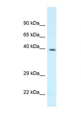 DPF3 Antibody (N-Terminus)
