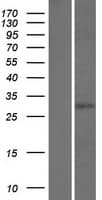 NAR / CPSF4 Protein (Over-Expression Lysate Myc-DDK (Flag))