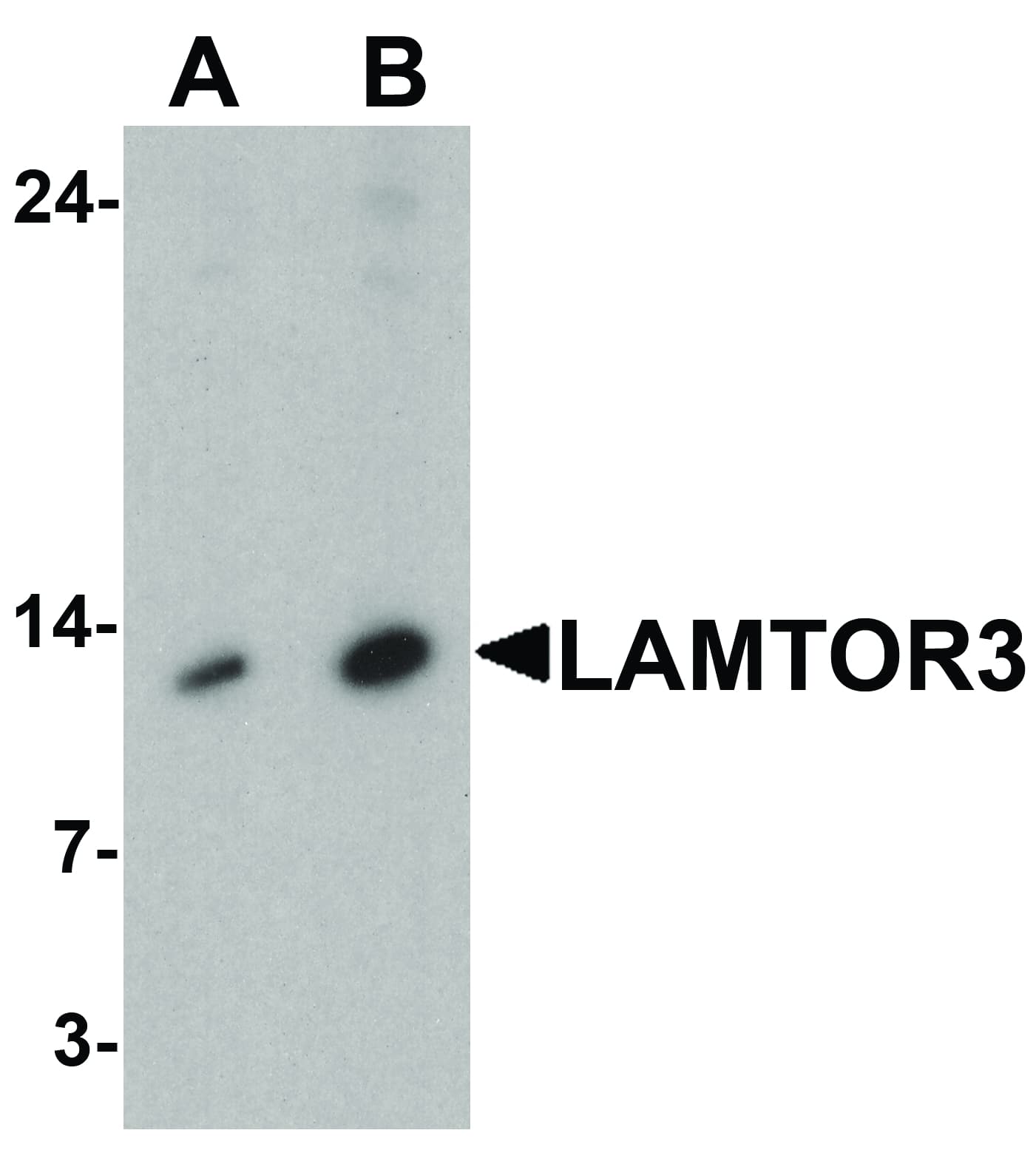 LAMTOR3 / MP1 Antibody