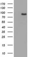 MAPK12 / ERK6 / SAPK3 Antibody (clone OTI4D6)