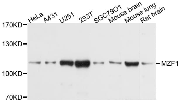 MZF / MZF1 Antibody