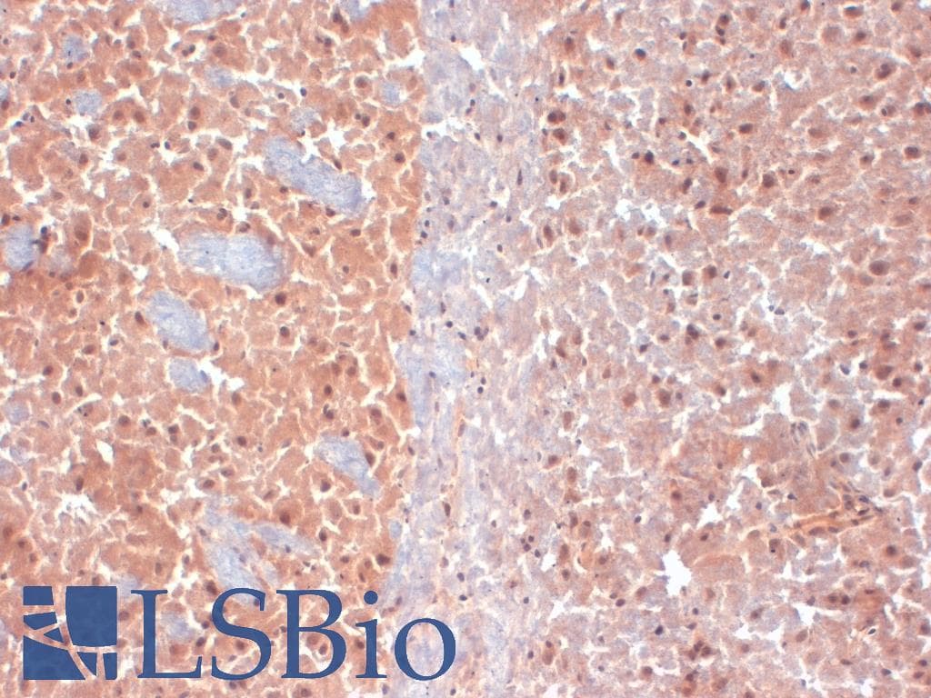 KCNQ4 Antibody (aa2-77, clone S43-6, PerCP)