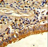 SPP1 / Osteopontin Antibody (aa273-301)
