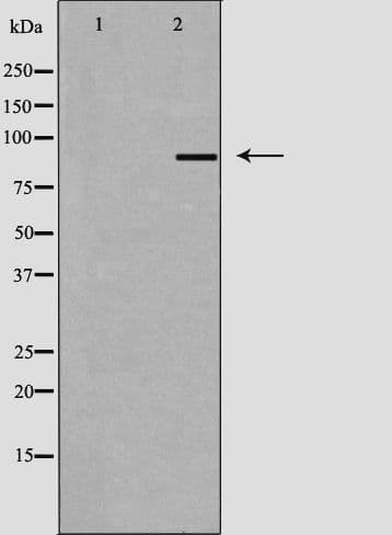 AKAP1 / AKAP Antibody