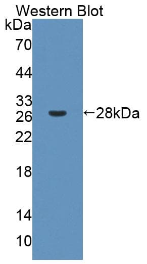 FMO2 Antibody (aa116-324, APC, Cy7)