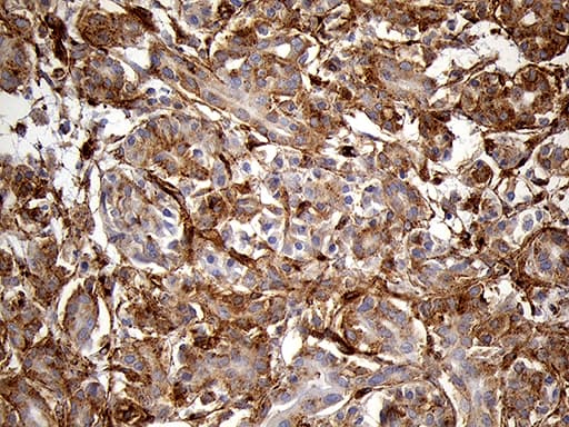 IFITM2 Antibody (clone OTI3B1, Carrier-free)