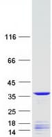 Human FRG1 Protein (Recombinant Myc-DDK (Flag))