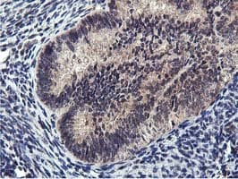 Monoclonal Mouse anti-Human MIER2 Antibody (clone OTI3G7, aa1-296, IHC, WB)