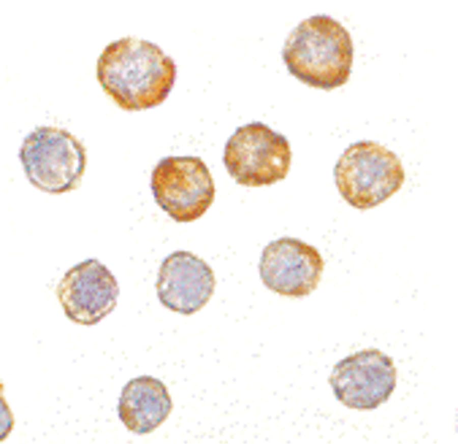Polyclonal Rabbit anti-Human DISC1 Antibody (IF, WB)
