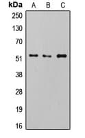 SMAD2+3 Antibody (phospho-Thr8)