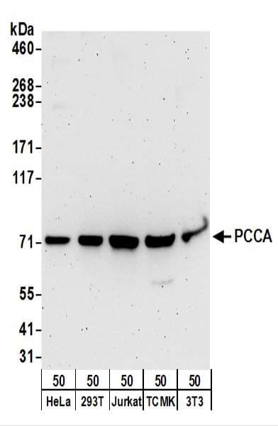 IHC-plus™ PCCA Antibody (aa678-728)