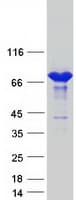 Human COL4A3BP / CERT Protein (Recombinant Myc-DDK (Flag))