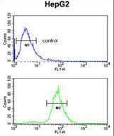 CDH20 / Cadherin 20 Antibody (aa111-140)