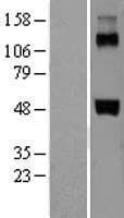 F7 / Factor VII Protein (Over-Expression Lysate Myc-DDK (Flag))