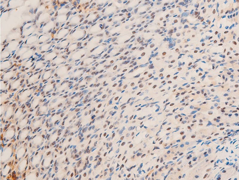 JUN / c-Jun Antibody (phospho-Thr239)