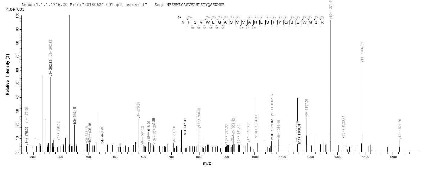 Human ACTL8 Protein (Recombinant 6His, N-terminus + Myc, C-terminus)