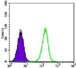 Monoclonal Mouse anti-Human TCF3 / E2A Antibody (clone 6B8, WB)