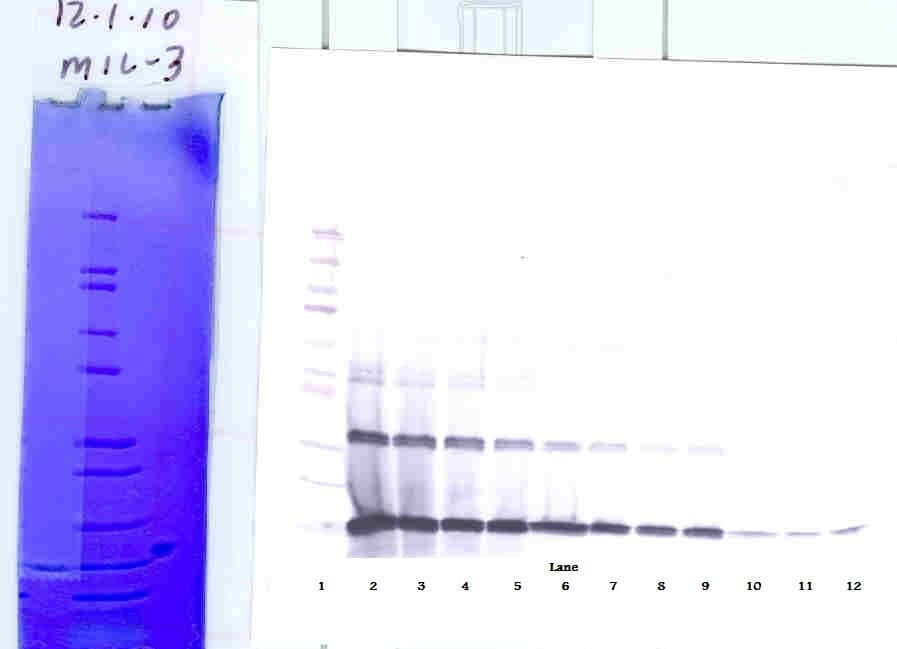 IL3 Antibody (Biotin)