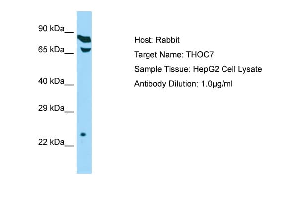THOC7 Antibody (C-Terminus)