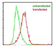 EBI3 / IL-27B Antibody (clone IMG5P10D3)