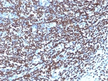 Histone Antibody (clone 1415-1)