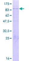 Human CHTOP / FOP Protein (Recombinant GST)