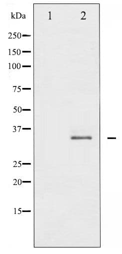 STX1A / Syntaxin 1A Antibody (phospho-Ser14)
