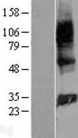 GIMAP2 Protein (Over-Expression Lysate Myc-DDK (Flag))