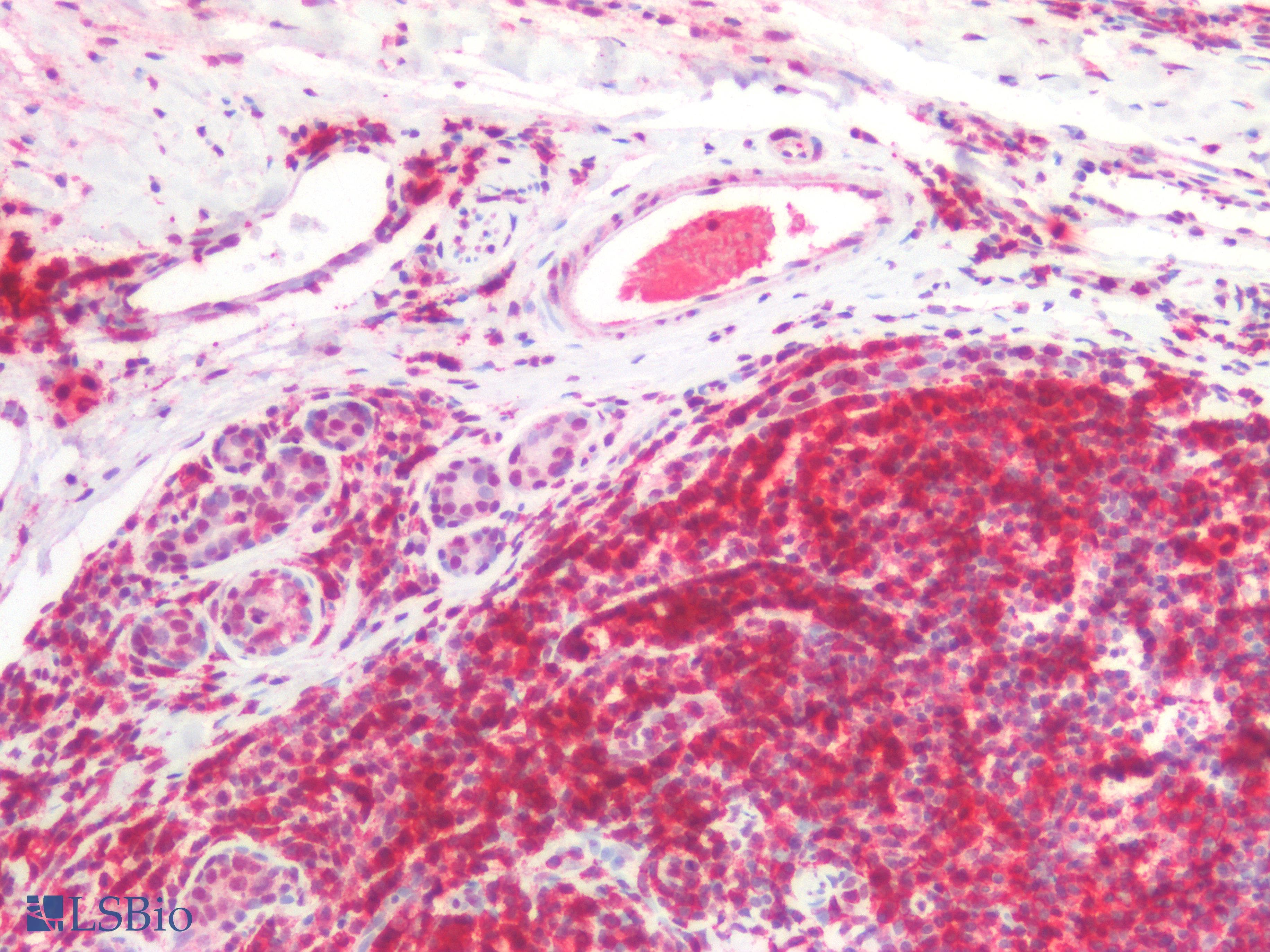 IHC-plus™ CD45RA Antibody (clone MEM-56)