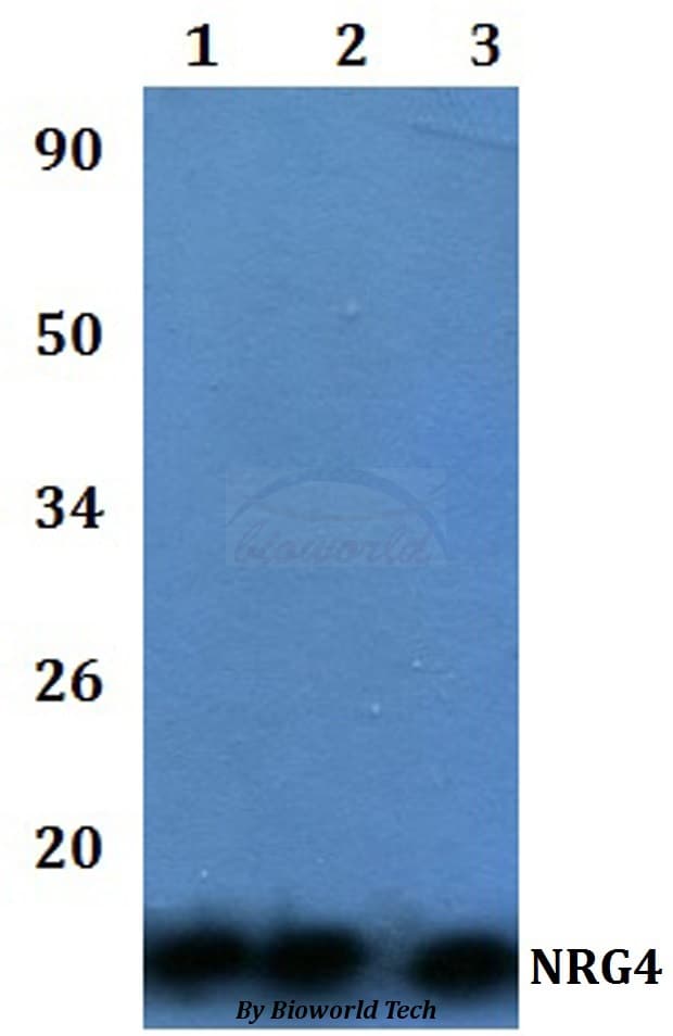 NRG4 Antibody