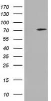 ARHGAP25 Antibody (clone OTI3H9)