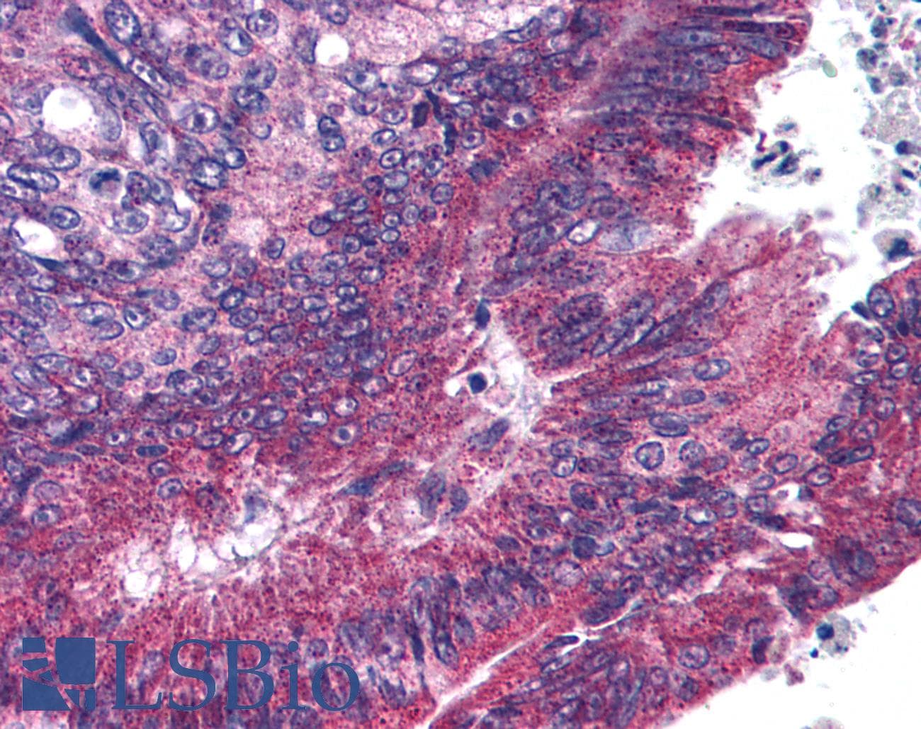 IHC-plus™ Polyclonal Rabbit anti-Human ANAPC1 / APC1 Antibody (phospho-Ser377, IHC, WB)