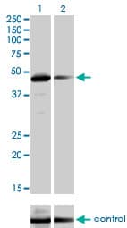 Monoclonal Mouse anti-Human TAF7 Antibody (clone 2C5, IHC, IF, WB)