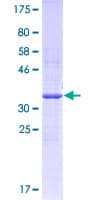 Human FPR3 / FPRL2 Protein (Recombinant GST, N-terminus)