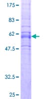 Human OPRL1 / ORL1 Protein (Recombinant GST)