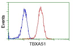 TS / Thromboxane Synthase Antibody (clone OTI1A12)