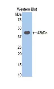 TLR4 Antibody (aa326-634)
