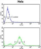 IHC-plus™ DAB2 Antibody (aa743-770)