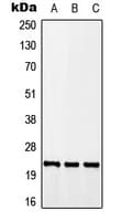 CALY Antibody (Internal)