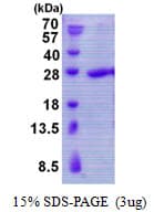 Human TBPL1 / TRF2 Protein (Recombinant His)