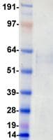 Human LTK Protein (Recombinant DDK (Flag)-His, C-terminus)