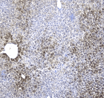 RGN / Regucalcin Antibody