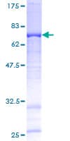 Human FAM110B / C8orf72 Protein (Recombinant GST)