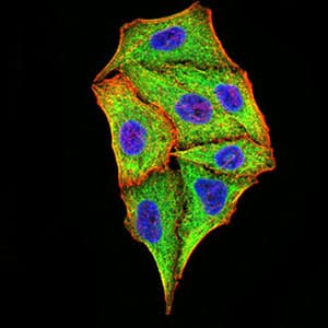 TRIM25 Antibody (clone 5B5B10)