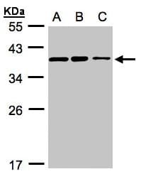 C9orf78 Antibody (aa1-239)
