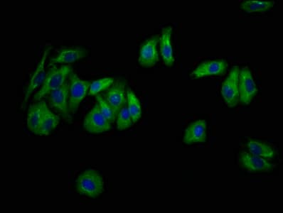 NEU4 Antibody